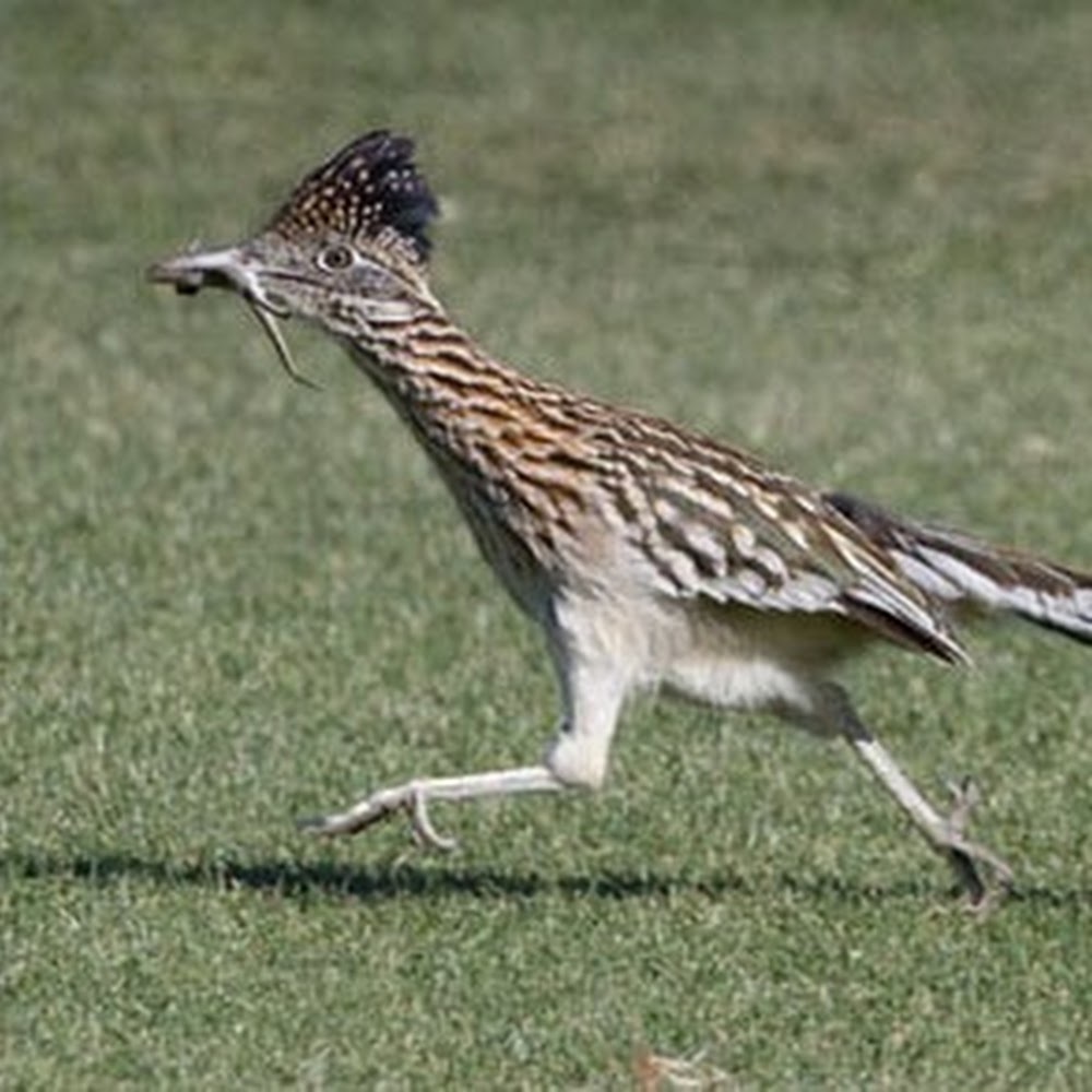 Meet your Posher, Simon